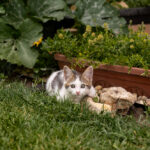 Est-il possible de laisser son chat dans le jardin ?