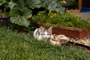 Est-il possible de laisser son chat dans le jardin ?
