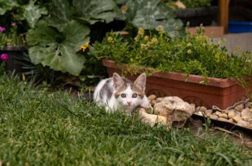 Est-il possible de laisser son chat dans le jardin ?